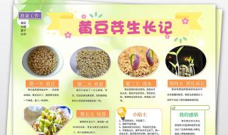 1一7天绿豆成长记录表