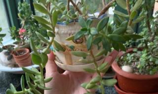 最受欢迎的多肉排名