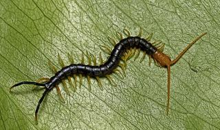 中国最毒的毒虫图片 中国最毒的毒虫图片