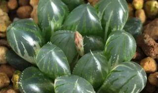 最受欢迎的多肉排名