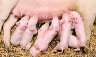 养猪技术与经营管理